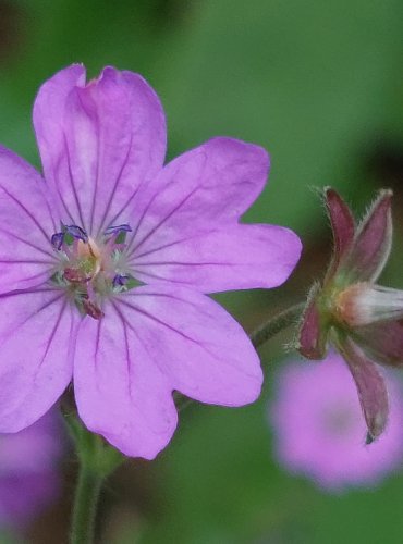 KAKOST PYRENEJSKÝ (Geranium pyrenacium) FOTO: Marta Knauerová, 6/2023