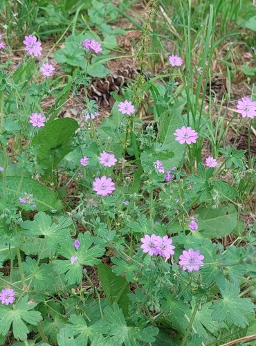 KAKOST PYRENEJSKÝ (Geranium pyrenacium) FOTO: Marta Knauerová, 6/2023