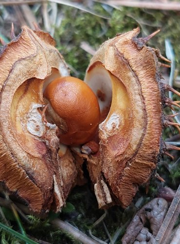 KAŠTAN, PLOD JÍROVCE MAĎALU = KAŠTANU KOŇSKÉHO (Aesculus hippocastanum) FOTO: Marta Knauerová, 6/2023

