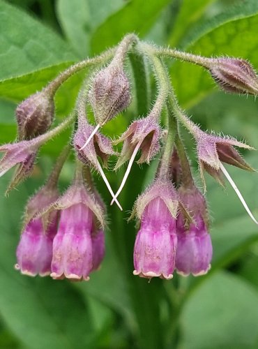 KOSTIVAL LÉKAŘSKÝ (Symphytum officinale) FOTO: Marta Knauerová, 6/2023