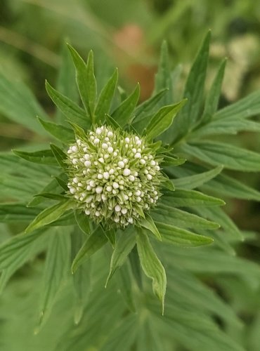 KOZLÍK LÉKAŘSKÝ (Valeriana officinalis) FOTO: Marta Knauerová, 6/2023