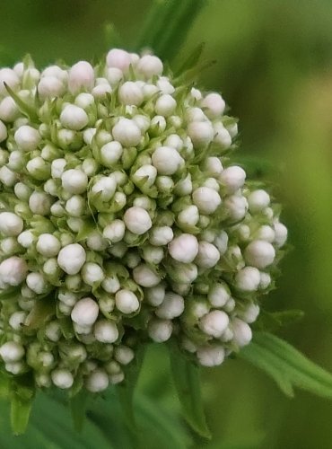 KOZLÍK LÉKAŘSKÝ (Valeriana officinalis) FOTO: Marta Knauerová, 6/2023