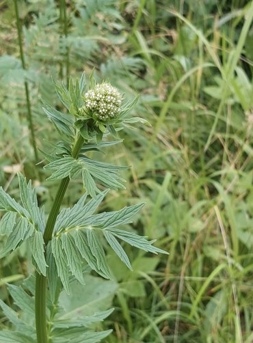 KOZLÍK LÉKAŘSKÝ (Valeriana officinalis) FOTO: Marta Knauerová, 6/2023