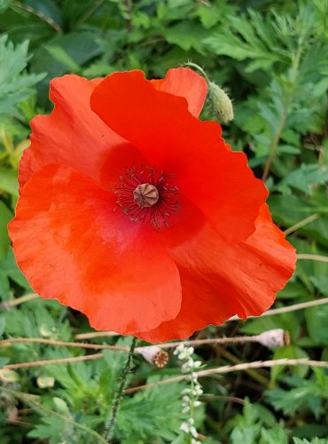 MÁK VLČÍ (Papaver rhoeas) FOTO: Marta Knauerová, 6/2023