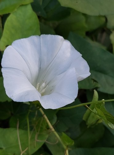 OPLETNÍK PLOTNÍ (Calystegia sepium) FOTO: Marta Knauerová, 6/2023