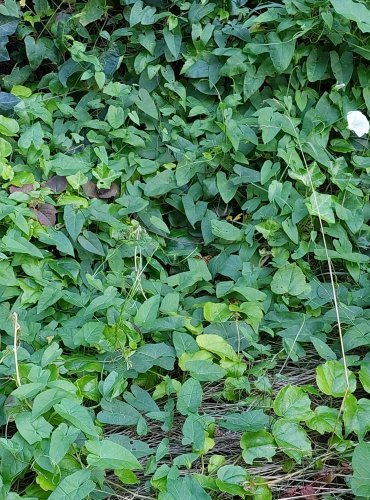 OPLETNÍK PLOTNÍ (Calystegia sepium) FOTO: Marta Knauerová, 6/2023