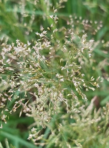 PSINEČEK OBECNÝ (Agrostis capillaris) FOTO: Marta Knauerová, 6/2023