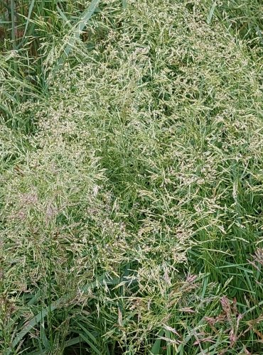 PSINEČEK OBECNÝ (Agrostis capillaris) FOTO: Marta Knauerová, 6/2023