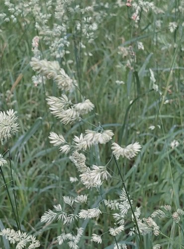 SRHA LALOČNATÁ (Dactylis glomerata) Foto: Marta Knauerová, 6/2023