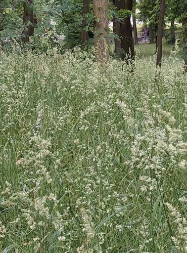 SRHA LALOČNATÁ (Dactylis glomerata) Foto: Marta Knauerová, 6/2023