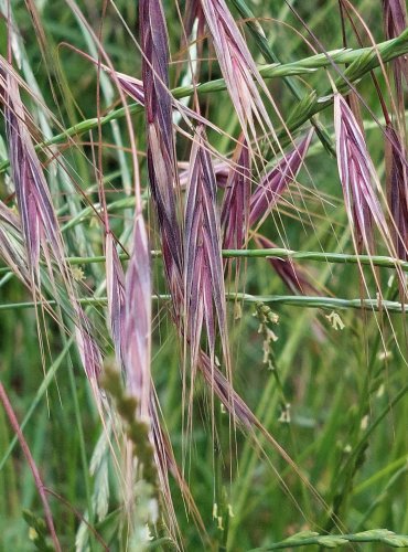 SVEŘEP JALOVÝ (Bromus sterilis) Foto: Marta Knauerová, 6/2023