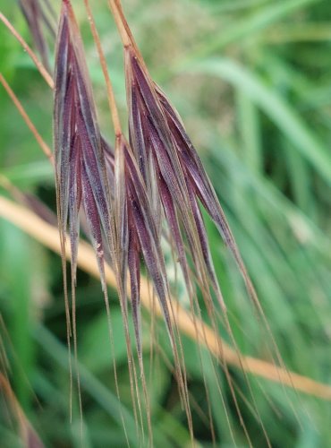 SVEŘEP JALOVÝ (Bromus sterilis) Foto: Marta Knauerová, 6/2023