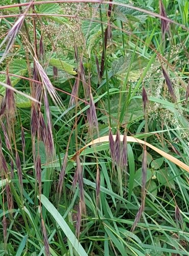 SVEŘEP JALOVÝ (Bromus sterilis) Foto: Marta Knauerová, 6/2023