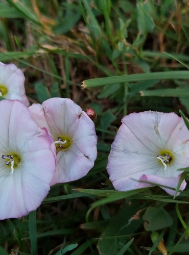 SVLAČEC ROLNÍ (Convolvulus arvensis) FOTO: Marta Knauerová, 6/2023