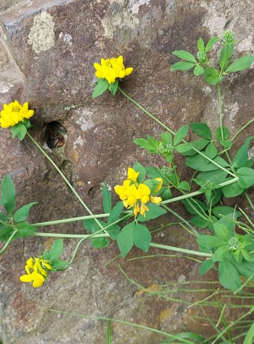 ŠTÍROVNÍK BAŽINNÝ (Lotus pedunculatus) FOTO: Marta Knauerová, 6/2023