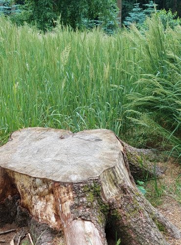 TŘTINA KŘOVIŠTNÍ (Calamagrostis epigejos) FOTO: Marta Knauerová, 6/2023