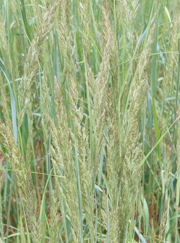 TŘTINA KŘOVIŠTNÍ (Calamagrostis epigejos) FOTO: Marta Knauerová, 6/2023