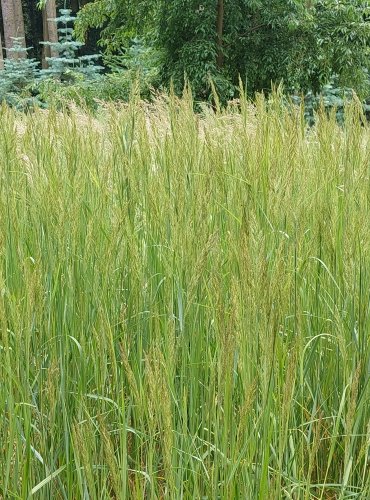 TŘTINA KŘOVIŠTNÍ (Calamagrostis epigejos) FOTO: Marta Knauerová, 6/2023