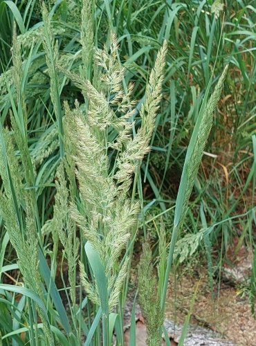 TŘTINA KŘOVIŠTNÍ (Calamagrostis epigejos) FOTO: Marta Knauerová, 6/2023