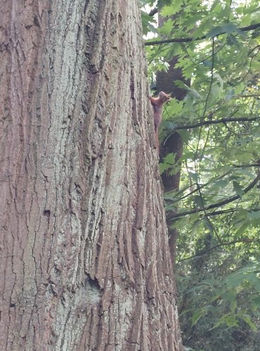 MĚSTSKÝ PARK a život v něm, VEVERKA OBECNÁ (Sciurus vulgaris) FOTO: Marta Knauerová, 6/2023

