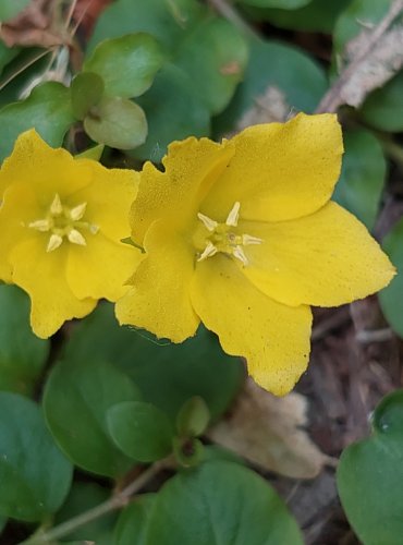 VRBINA PENÍZKOVÁ (Lysimachia nummularia) FOTO: Marta Knauerová, 6/2023