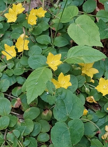 VRBINA PENÍZKOVÁ (Lysimachia nummularia) FOTO: Marta Knauerová, 6/2023