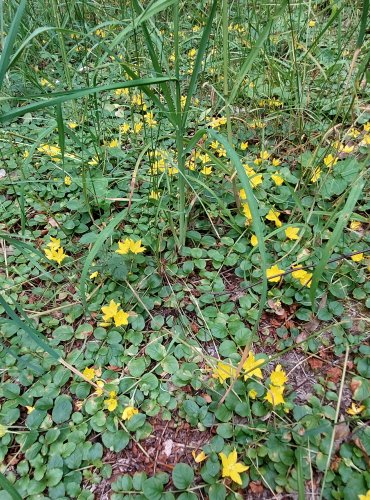 VRBINA PENÍZKOVÁ (Lysimachia nummularia) FOTO: Marta Knauerová, 6/2023