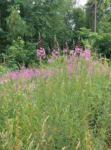 VRBOVKA ÚZKOLISTÁ (Epilobium angustifolium) FOTO: Marta Knauerová, 6/2023