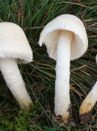 BEDLA BÍLÁ (Lepiota erminea) FOTO: Martin Kříž