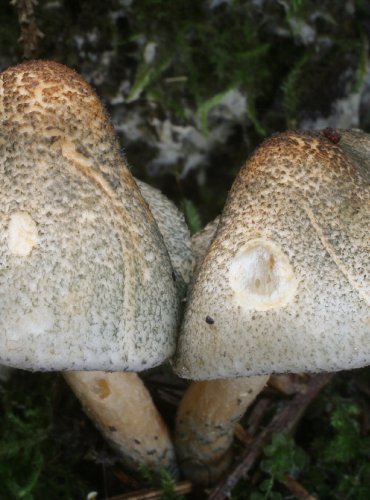 BEDLA GRANGEOVA (Lepiota grangei) FOTO: Martin Kříž