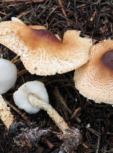 BEDLA NAŽLOUTLÁ (Lepiota magnispora) FOTO: Martin Kříž