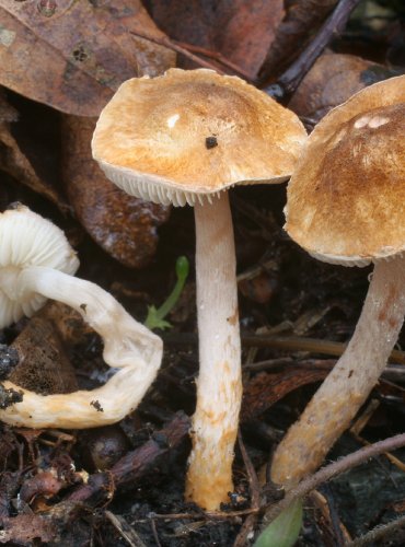 BEDLA PLAVOREZAVÁ (Lepiota boudieri) FOTO: Martin Kříž