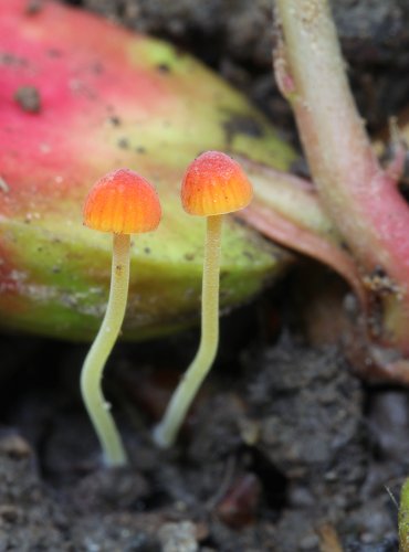 HELMOVKA JEHLIČKOVITÁ (Mycena acicula) FOTO: Martin Kříž