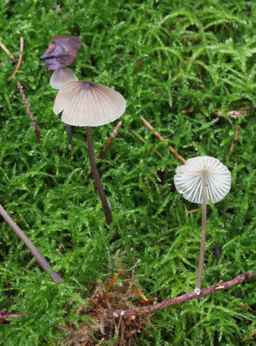 HELMOVKA MLÉČNÁ (Mycena galopus) FOTO: Martin Kříž