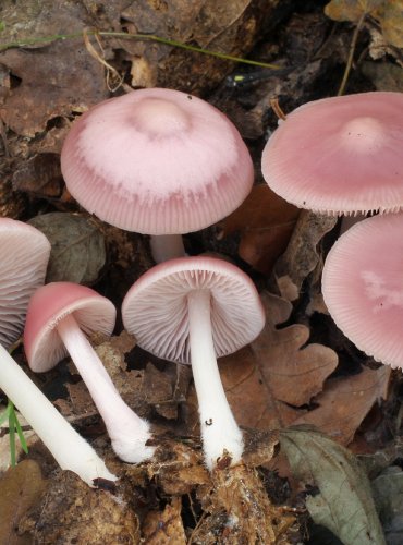 HELMOVKA NARŮŽOVĚLÁ (Mycena rosea) FOTO: Martin Kříž