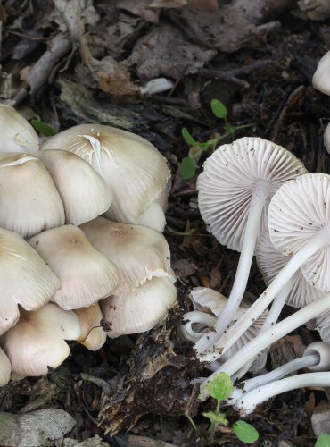 HELMOVKA SNĚHONOHÁ (Mycena niveipes) FOTO: Martin Kříž