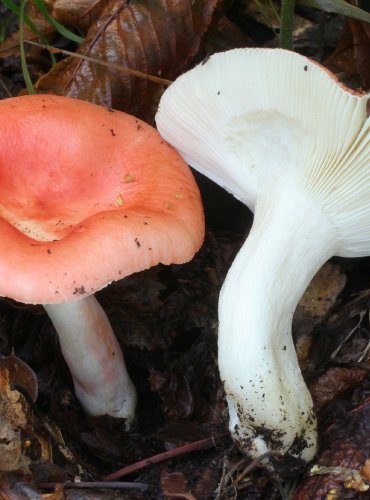 HOLUBINKA BROSKVOVÁ (Russula persicina) FOTO: Martin Kříž