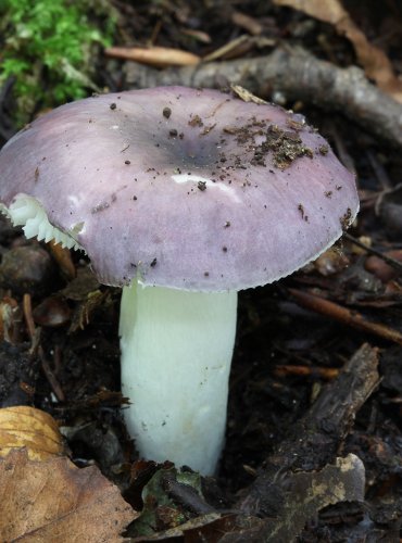 HOLUBINKA FIALOVOZELENÁ (Russula ionochlora) FOTO: Martin Kříž