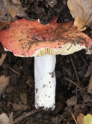 HOLUBINKA HÁJOVÁ (Russula decipiens) FOTO: Martin Kříž