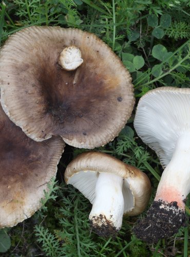 HOLUBINKA PRUHOVANÁ (Russula insignis) FOTO: Martin Kříž