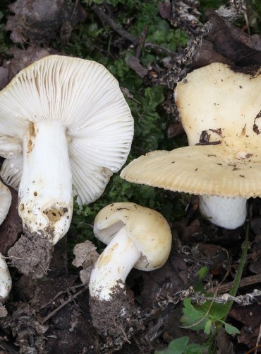 HOLUBINKA PRUŽNÁ (Russula farinipes) FOTO: Martin Kříž