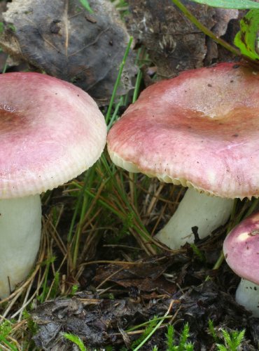 HOLUBINKA UNYLÁ (Russula versicolor) FOTO: Martin Kříž