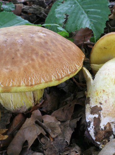 HŘIB SKVRNITÝ (Hemileccinum depilatum) FOTO: Martin Kříž