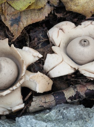 HVĚZDOVKA TROJITÁ (Geastrum triplex) FOTO: Martin Kříž