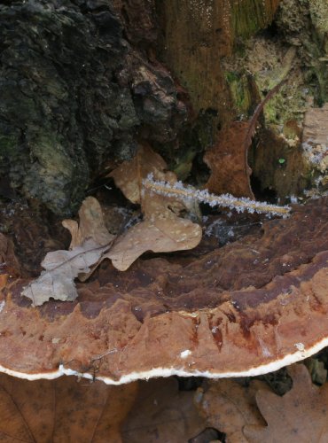 KOŘENOVNÍK VRSTEVNATÝ (Heterobasidion annosum) FOTO: Martin Kříž