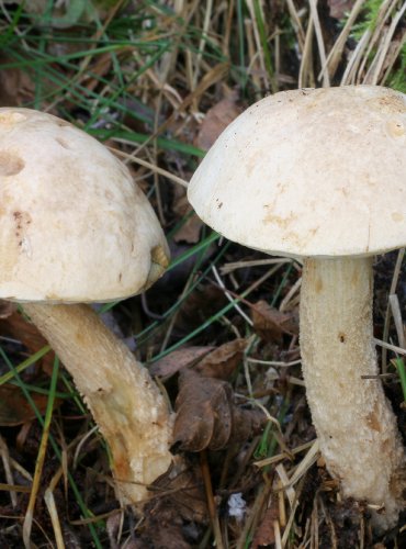 KOZÁK BÍLÝ (Leccinum holopus) FOTO: Martin Kříž