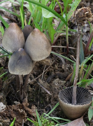 KROPENATEC MOTÝLOVITÝ (Panaeolus papilionaceus) FOTO: Martin Kříž