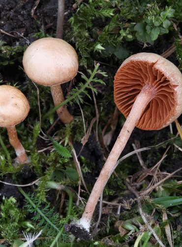 KRŽATKA OTRUBIČNATÁ (Tubaria furfuracea) FOTO: Martin Kříž