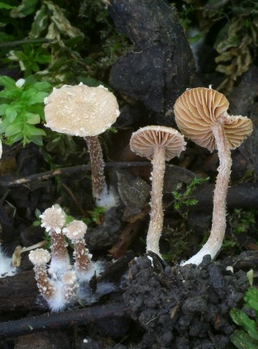 KRŽATKA POPRÁŠENÁ (Tubaria conspersa) FOTO: Martin Kříž