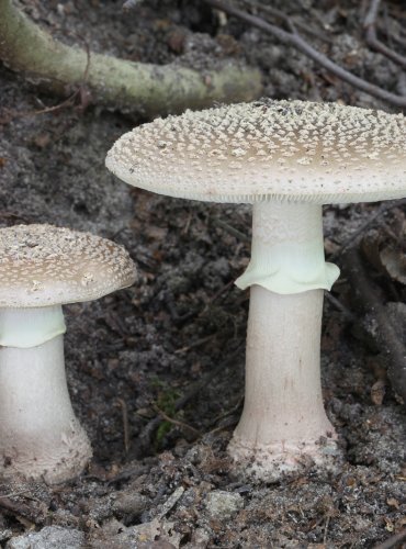 MUCHOMŮRKA ŽLUTOPRSTENNÁ (Amanita rubescens f. annulosulphurea) FOTO: Martin Kříž